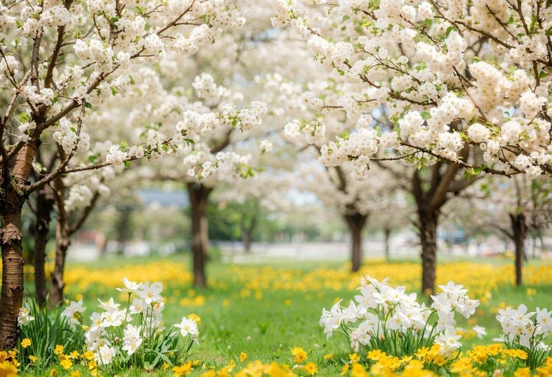 Kate Spring Backdrop White Sakura Green Grass Natural Scenery Forest Trees Season Holiday Photography Props, 7x5ft - Image 2