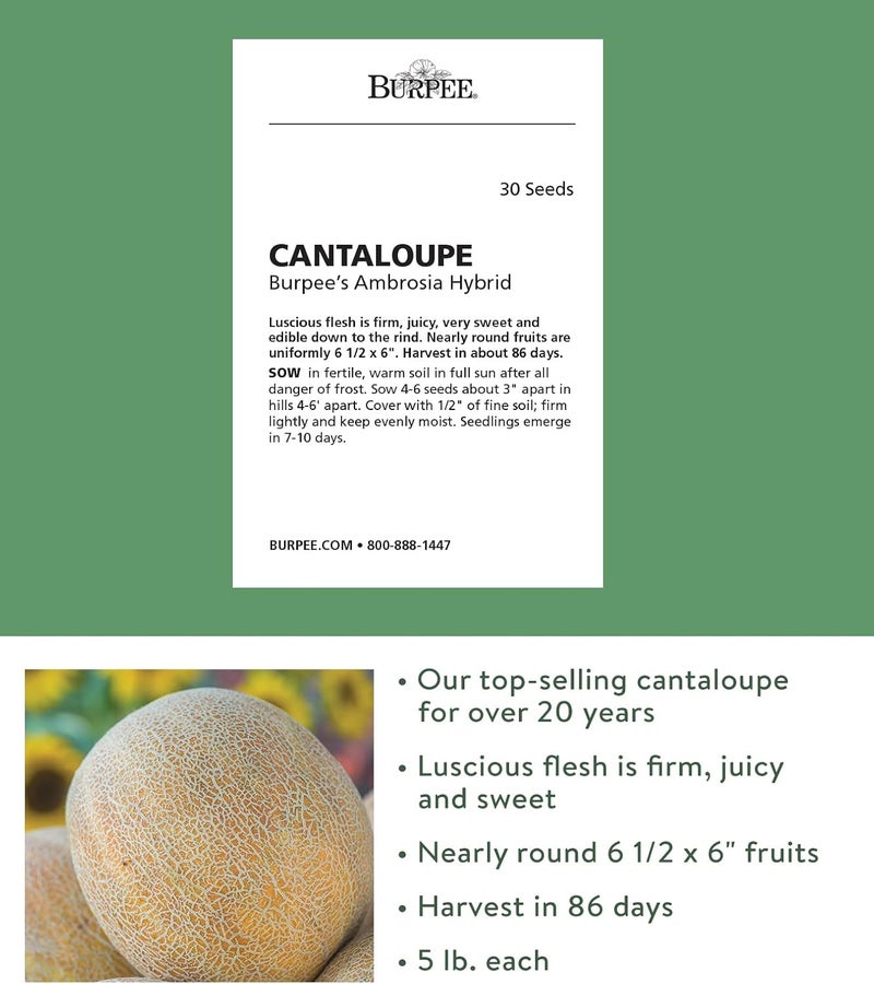 Burpee Ambrosia Cantaloupe Melon Seeds 30 seeds - Image 2