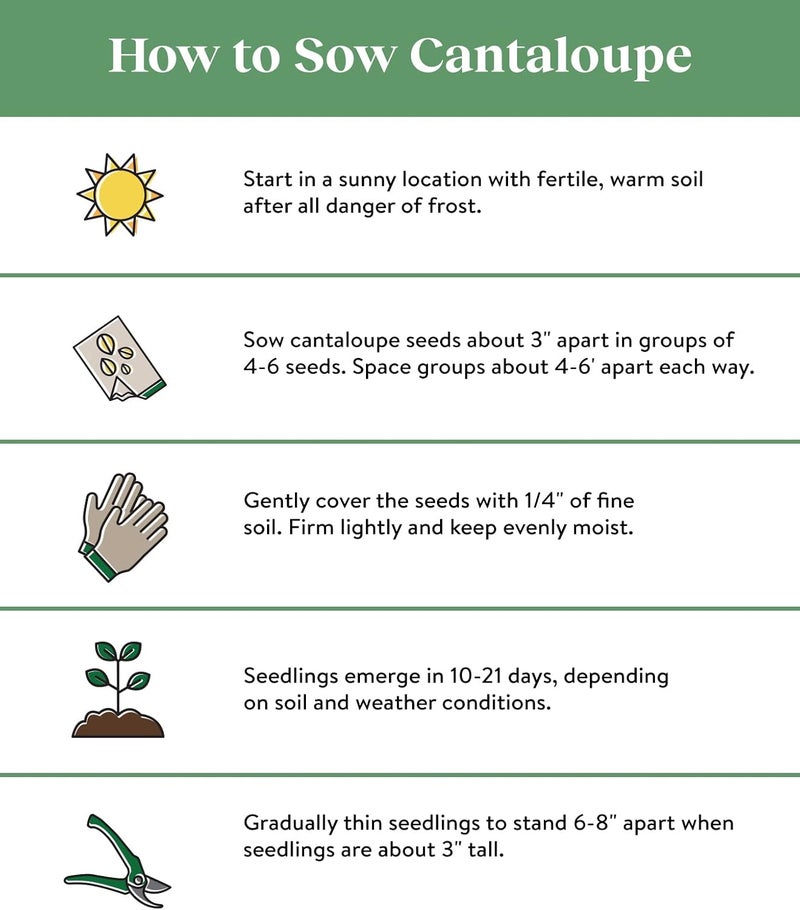 Burpee Ambrosia Cantaloupe Melon Seeds 30 seeds - Image 3