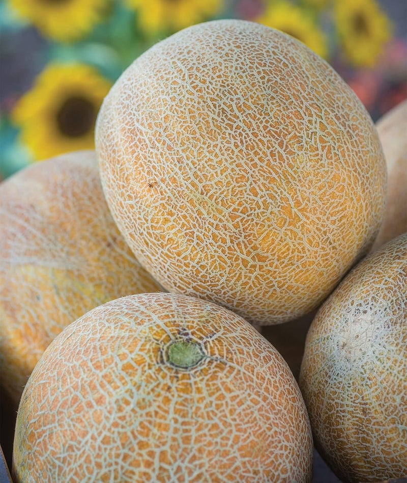 Burpee Ambrosia Cantaloupe Melon Seeds 30 seeds - Image 1
