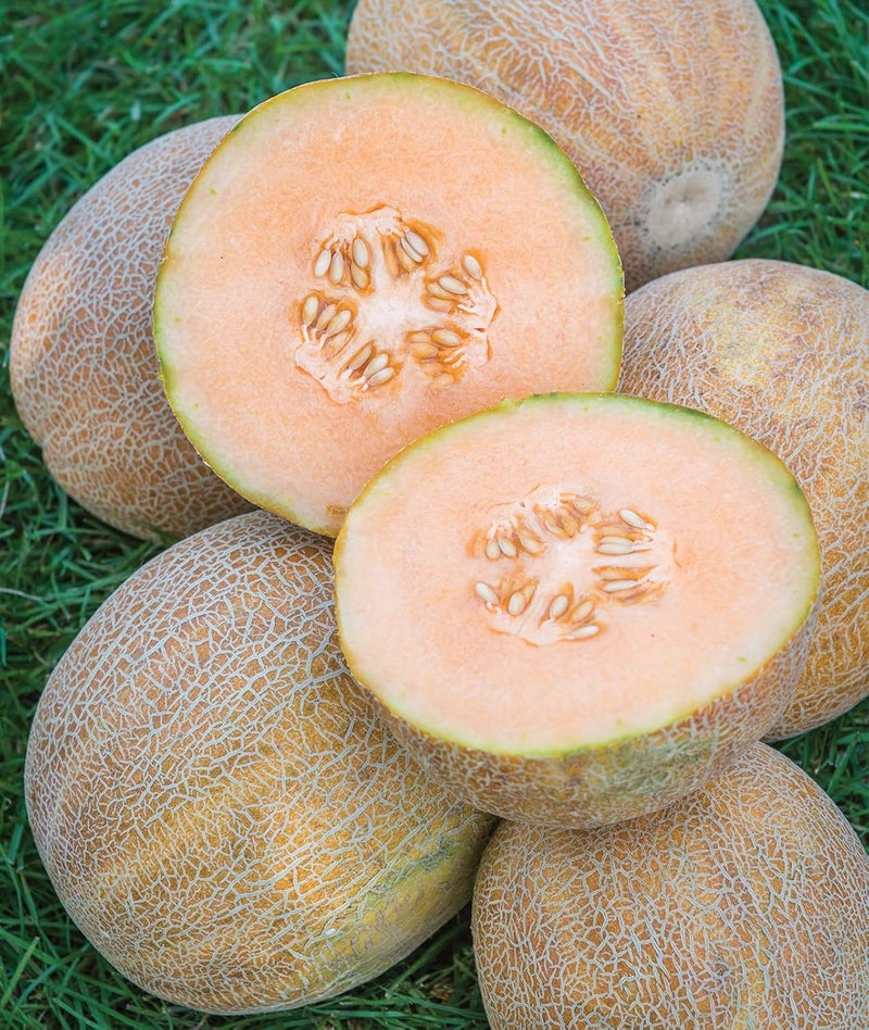 Burpee Ambrosia Cantaloupe Melon Seeds 30 seeds - Image 5