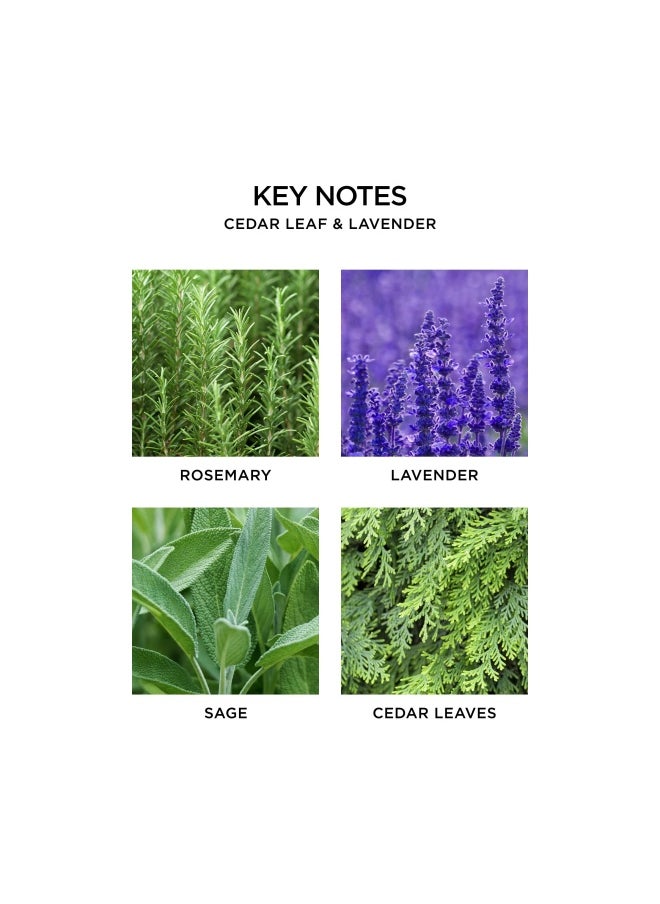 NEST FRAGRANCES Reed Diffuser Refill Cedar Leaf And Lavender 5 Fluid Ounces  - Image 3