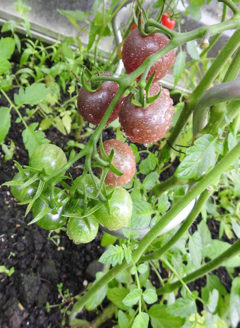 GGOOT - Tomato Garnet - 35 Vegetable/Fruit Seeds - Image 2