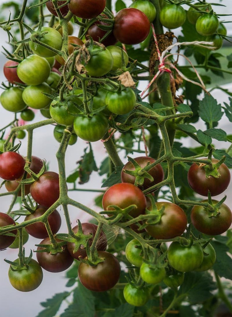 GGOOT - Tomato Garnet - 35 Vegetable/Fruit Seeds - Image 1