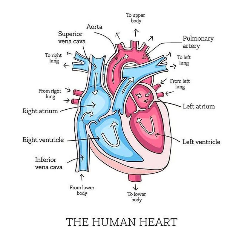 Human Heart Anatomy diagarm Wall Sticker - Human Heart Parts Diagram Wall Sticker - Human Heart Wall Poster for School Kids Study Purpose Wall Poster Sticker - starxdecals  - Image 1