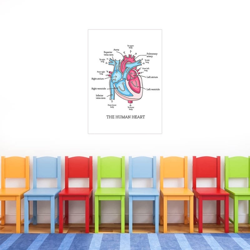 Human Heart Anatomy diagarm Wall Sticker - Human Heart Parts Diagram Wall Sticker - Human Heart Wall Poster for School Kids Study Purpose Wall Poster Sticker - starxdecals  - Image 4