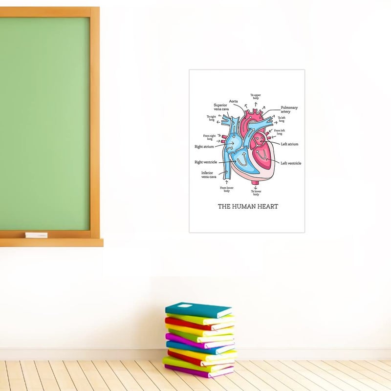 Human Heart Anatomy diagarm Wall Sticker - Human Heart Parts Diagram Wall Sticker - Human Heart Wall Poster for School Kids Study Purpose Wall Poster Sticker - starxdecals  - Image 2