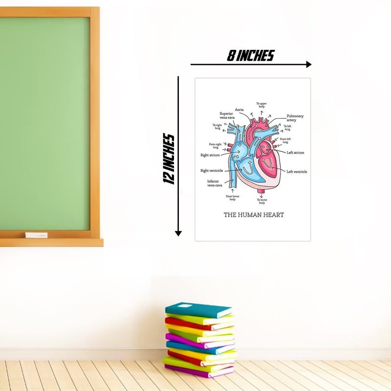 Human Heart Anatomy diagarm Wall Sticker - Human Heart Parts Diagram Wall Sticker - Human Heart Wall Poster for School Kids Study Purpose Wall Poster Sticker - starxdecals  - Image 3