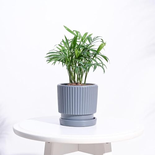 UGAOO Roma Ceramic Pot |Indoor Ceramic Planter for Home, Office, Garden, Balcony - Gray (4 Inch) - Image 2