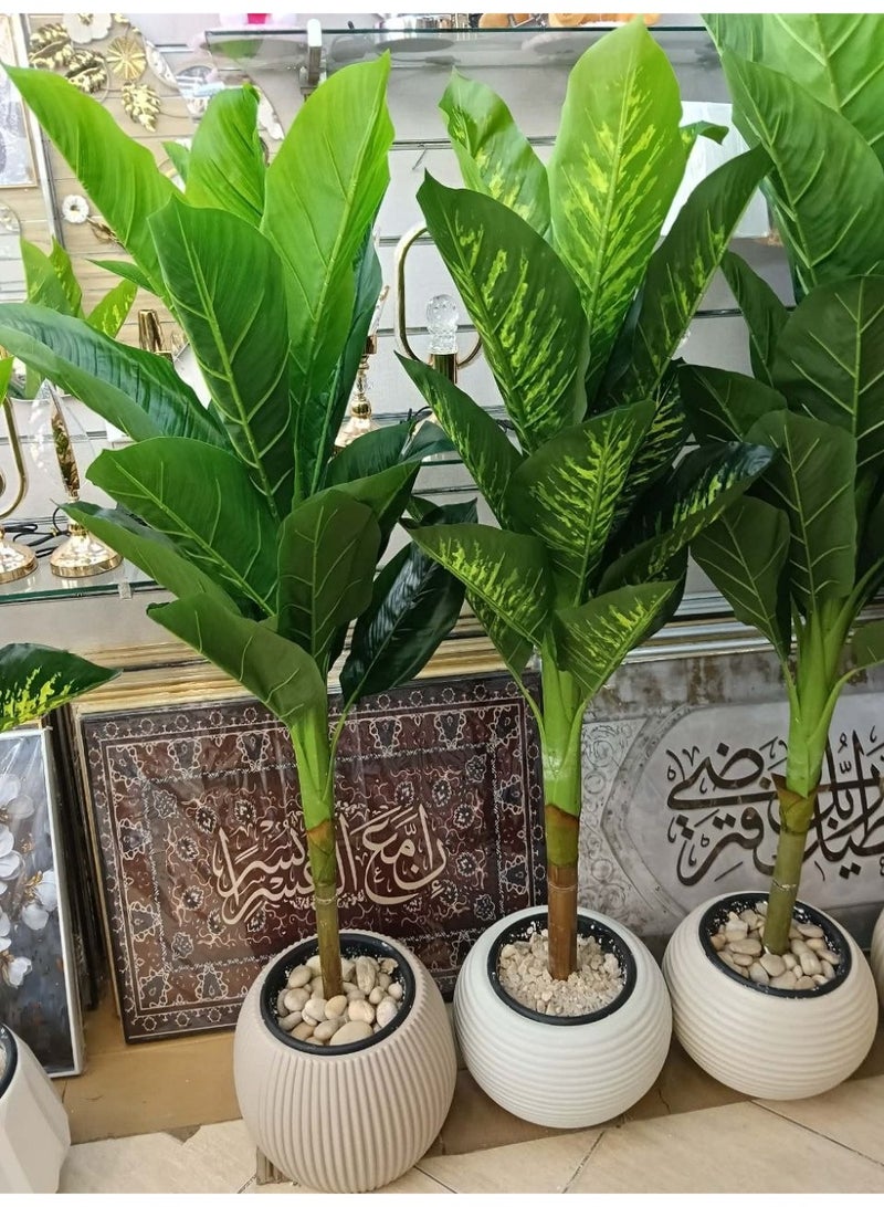 Imported Dieffenbachia tree Leathery leaves Height: 175 cm - Image 1