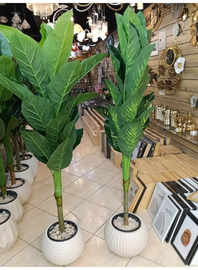 Imported Dieffenbachia tree Leathery leaves Height: 175 cm - Image 2