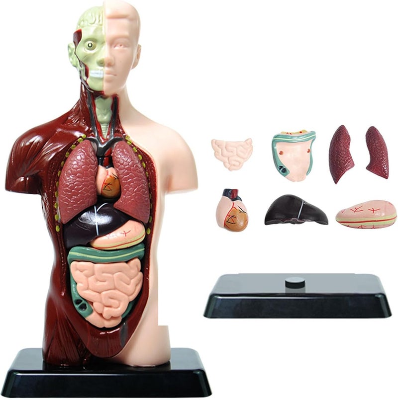 TERRIFI Human Body Model for Kids, 8 Pcs Removable Human Torso Anatomy Model, Body Parts for Toddlers, Preschool Learning Toys, Age 4+, Medical Student Learning, School Education Display （9.6 inch） - Image 1