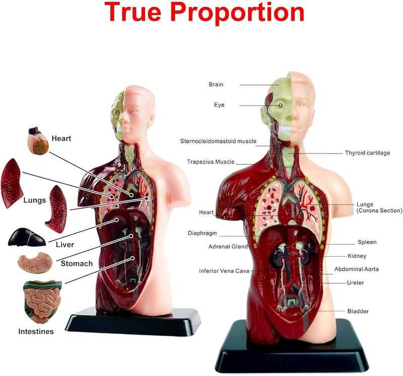 TERRIFI Human Body Model for Kids, 8 Pcs Removable Human Torso Anatomy Model, Body Parts for Toddlers, Preschool Learning Toys, Age 4+, Medical Student Learning, School Education Display （9.6 inch） - Image 5