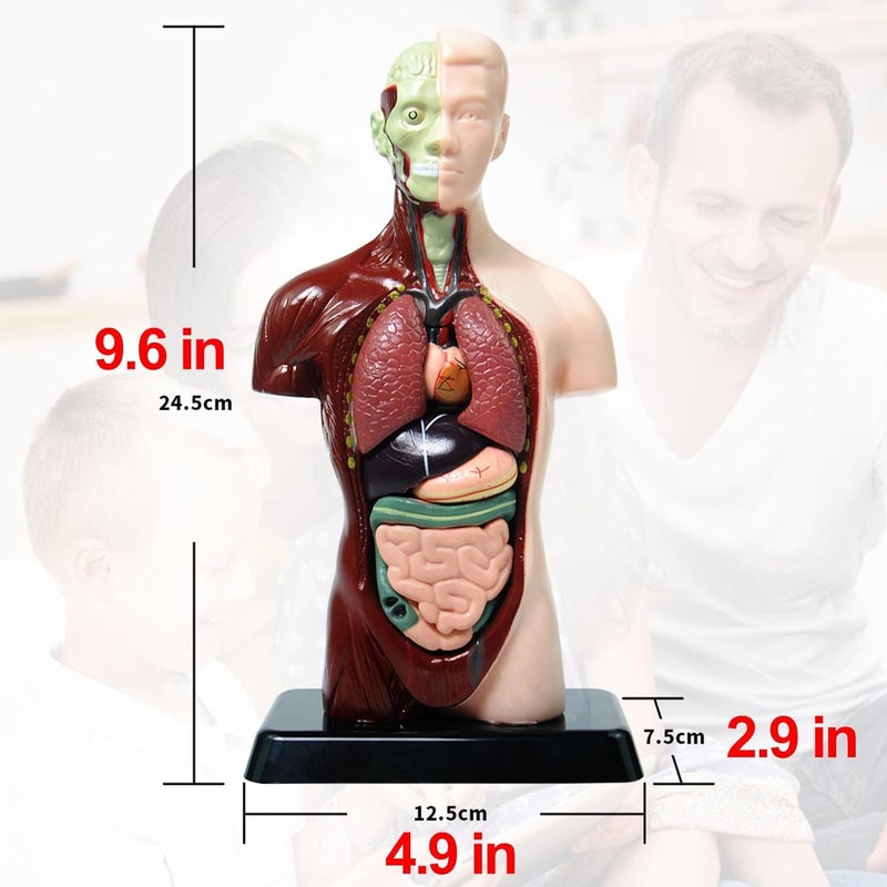TERRIFI Human Body Model for Kids, 8 Pcs Removable Human Torso Anatomy Model, Body Parts for Toddlers, Preschool Learning Toys, Age 4+, Medical Student Learning, School Education Display （9.6 inch） - Image 4