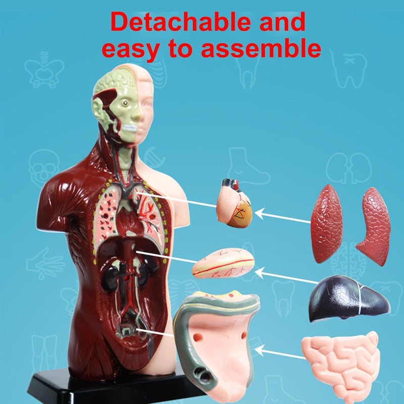 TERRIFI Human Body Model for Kids, 8 Pcs Removable Human Torso Anatomy Model, Body Parts for Toddlers, Preschool Learning Toys, Age 4+, Medical Student Learning, School Education Display （9.6 inch） - Image 2