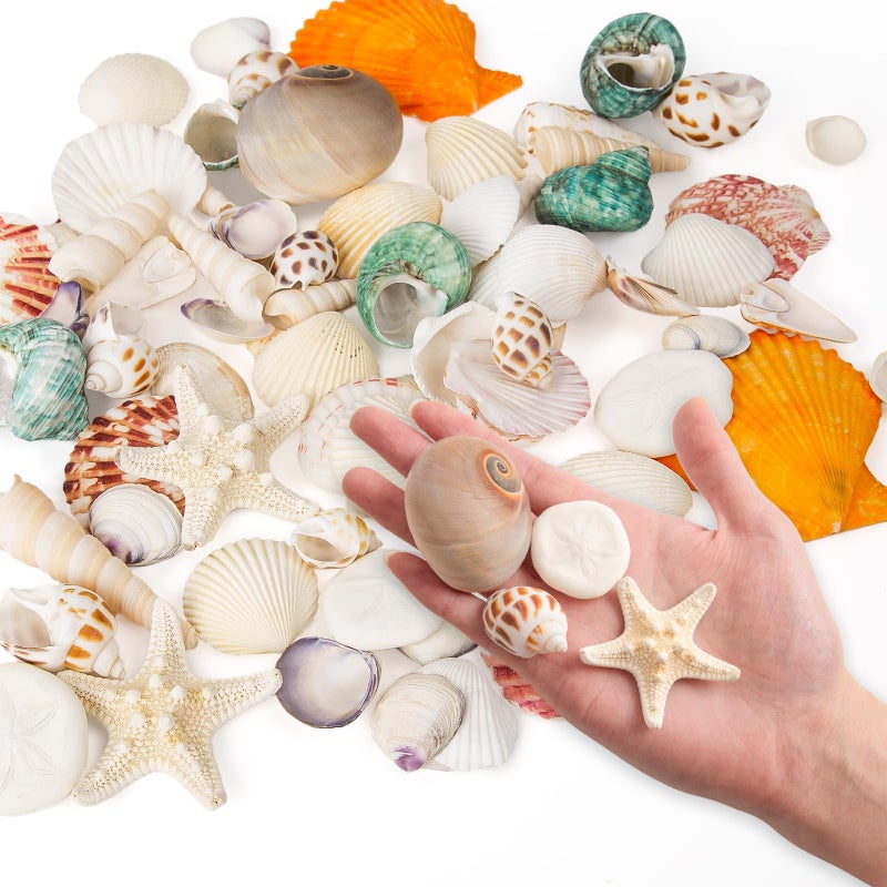 HOHUCRAB Sea Shells Mixed Beach Seashells 12 Kinds, Various Sizes Natural Sea shells Beach Party DIY Fish Tank Vase Filler - Image 2