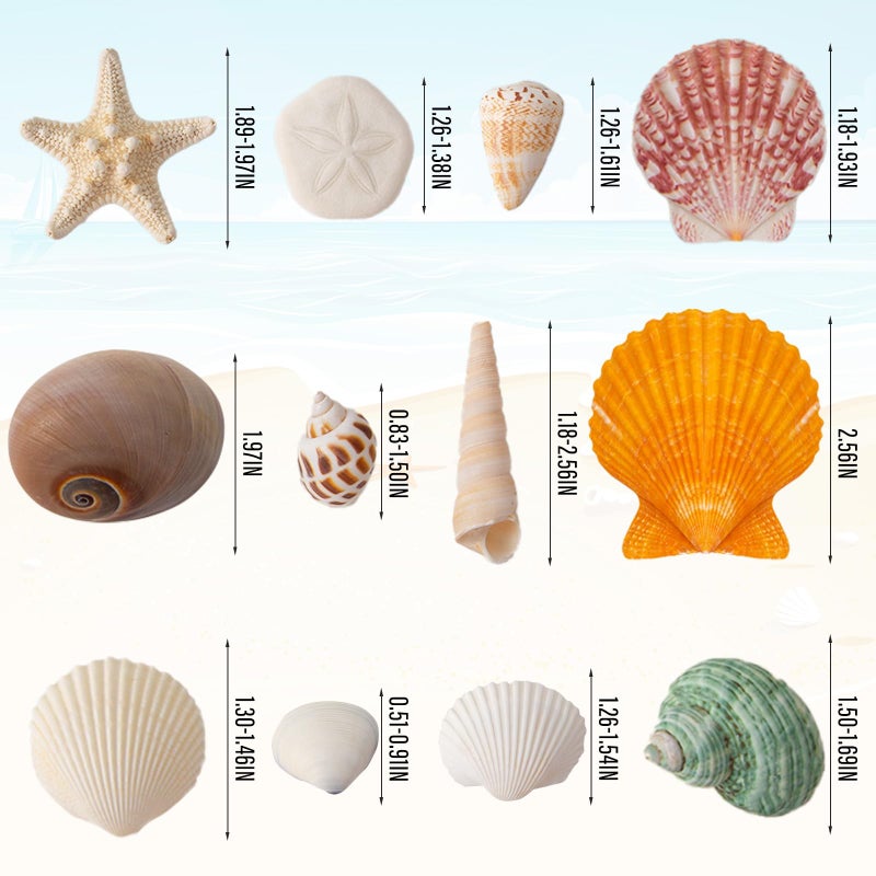 HOHUCRAB Sea Shells Mixed Beach Seashells 12 Kinds, Various Sizes Natural Sea shells Beach Party DIY Fish Tank Vase Filler - Image 3