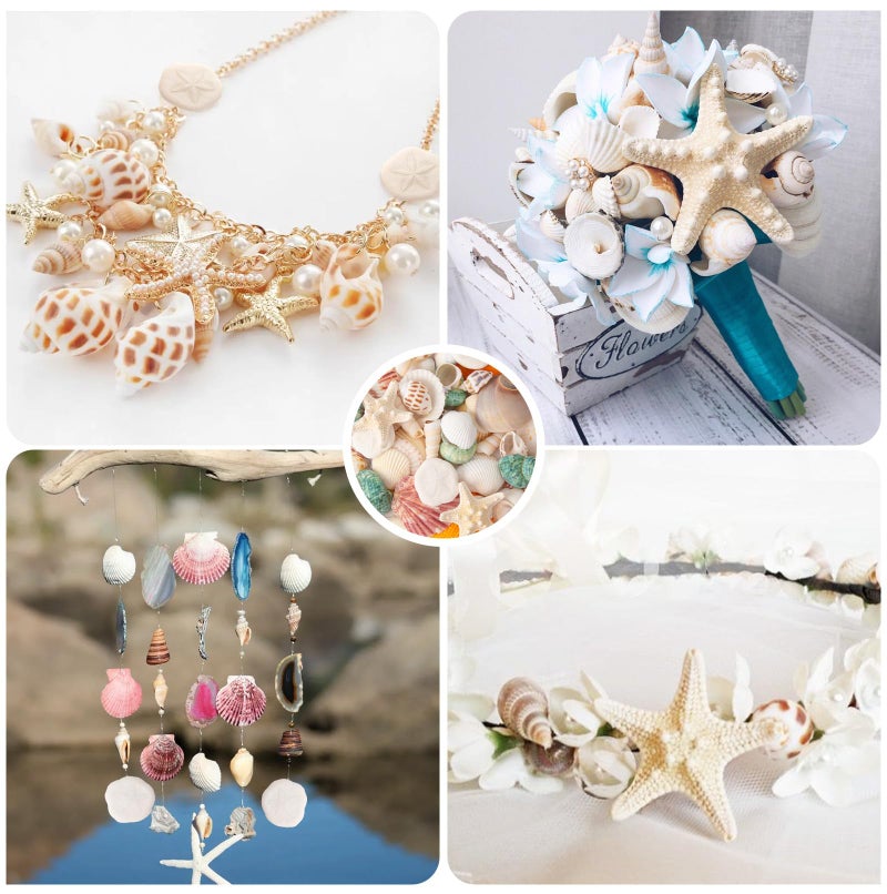 HOHUCRAB Sea Shells Mixed Beach Seashells 12 Kinds, Various Sizes Natural Sea shells Beach Party DIY Fish Tank Vase Filler - Image 5