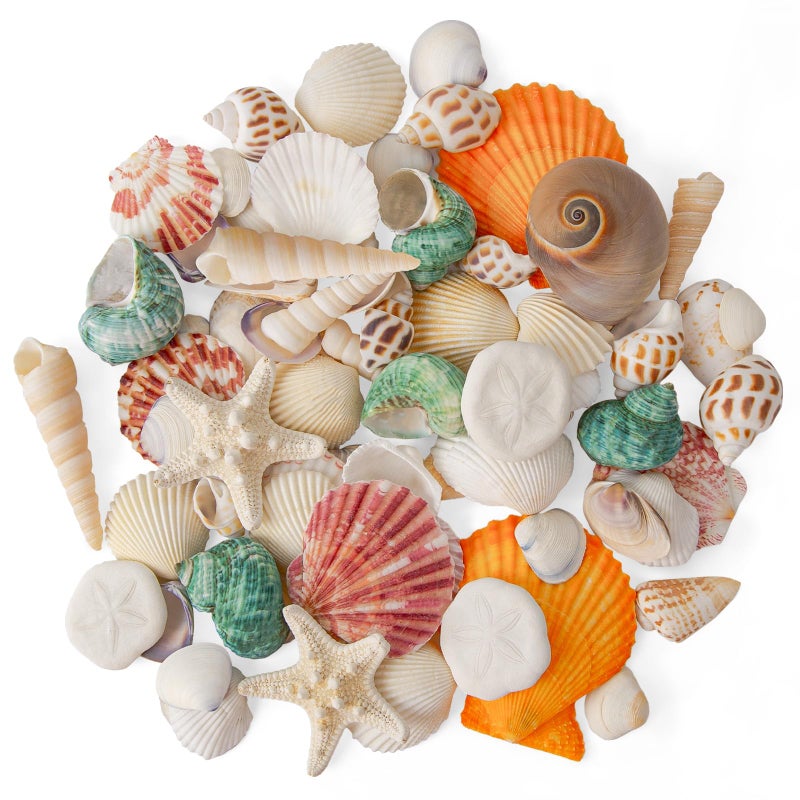 HOHUCRAB Sea Shells Mixed Beach Seashells 12 Kinds, Various Sizes Natural Sea shells Beach Party DIY Fish Tank Vase Filler - Image 1