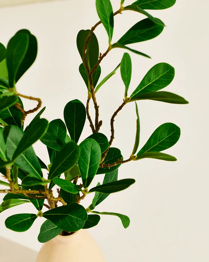 REDTAG Artificial Leaves In Ceramic Vase
