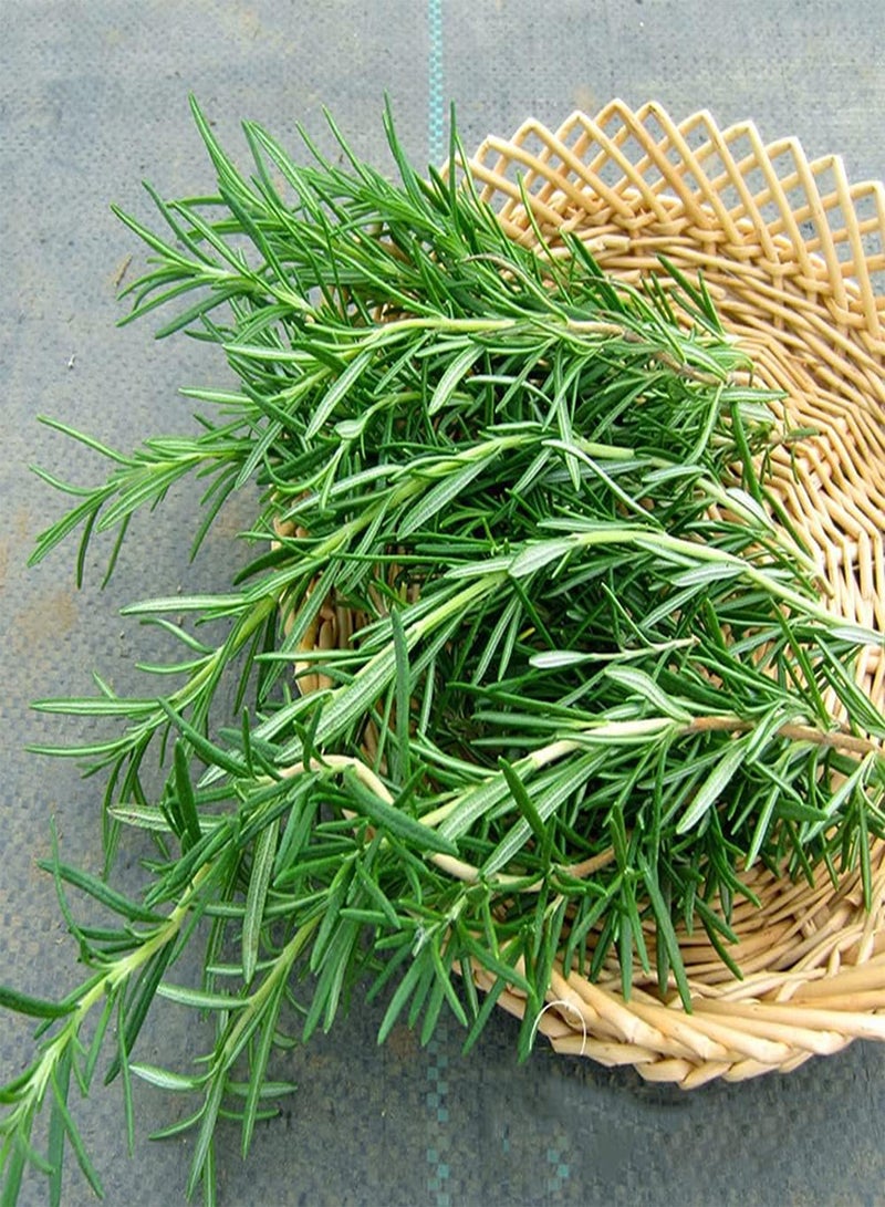 جي جوت 150 قطعة من بذور إكليل الجبل الأخضر المعمرة الطبيعية الخاصة التي تُزرع عادةً على جوانب الطرق في الحدائق العامة ولها قيمة زخرفية عالية - Image 2