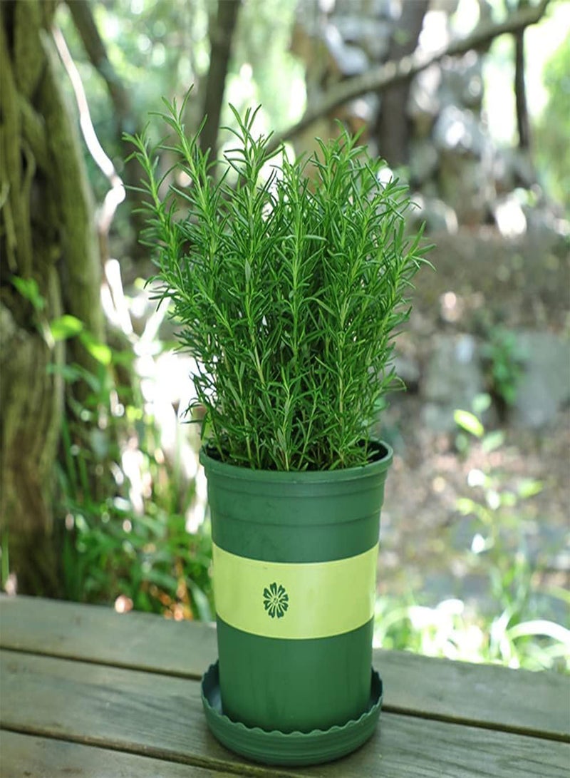 جي جوت 150 قطعة من بذور إكليل الجبل الأخضر المعمرة الطبيعية الخاصة التي تُزرع عادةً على جوانب الطرق في الحدائق العامة ولها قيمة زخرفية عالية - Image 1