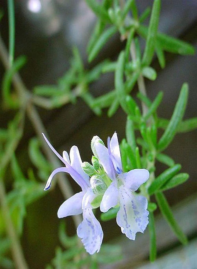 جي جوت 150 قطعة من بذور إكليل الجبل الأخضر المعمرة الطبيعية الخاصة التي تُزرع عادةً على جوانب الطرق في الحدائق العامة ولها قيمة زخرفية عالية - Image 3