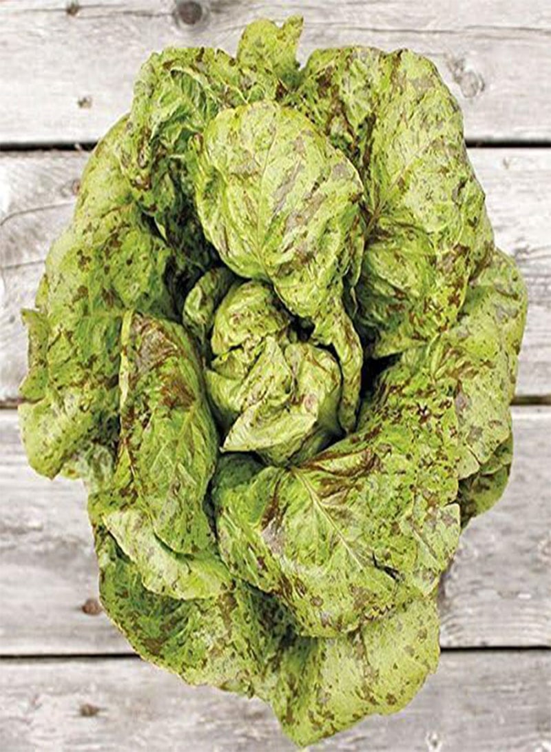 GGOOT Freckles  - Open-Pollinated Vegetable Seed, (500 Seeds) - Image 1