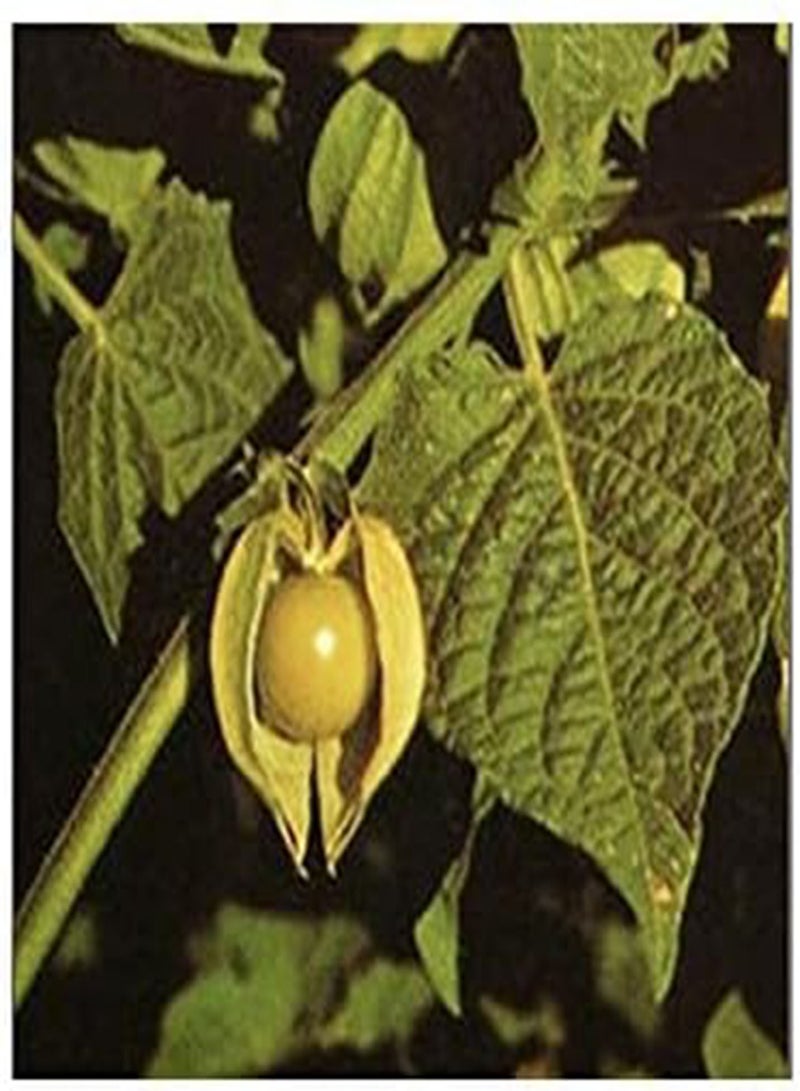 GGOOT Giant Poha Berry Seeds - 100 Seeds of This Popular Berry from Hawaii - Image 2