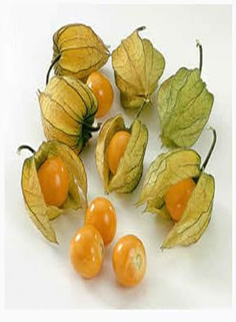 GGOOT Giant Poha Berry Seeds - 100 Seeds of This Popular Berry from Hawaii - Image 1