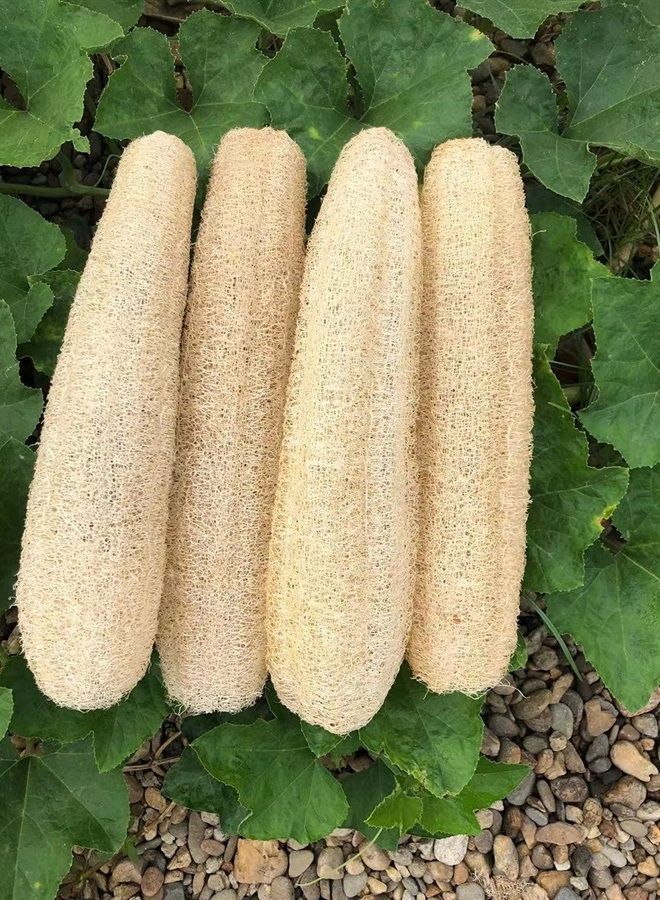 YEMTAL Natural Loofah Sponges Organic Luffa Bath Shower Sponge Exfoliating Body Back Scrubber for Men Women Adults SPA Beauty Bathing Daily Care - 4 PCS - Image 1