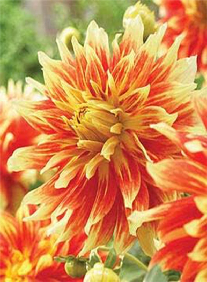 GGOOT seeds Fresh 100pcs Dahlia Flower seeds for Planting Yellow Orange