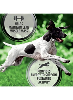 Iams Iams Proactive Health Adult Active Dry Dog Food with Chicken and Turkey, 6 lb. Bag  - Image 5