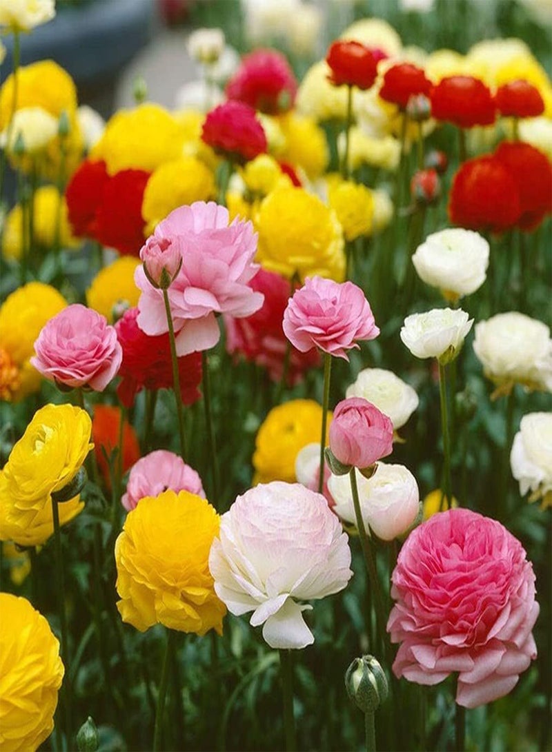 GGOOT 12pcs Mix Ranunculus seeds for Garden Patio Planting Perennial Drought Tolerant Buttercup Flowers Suitable for Give to Gardeners Beautiful Garden Decoration - Image 2