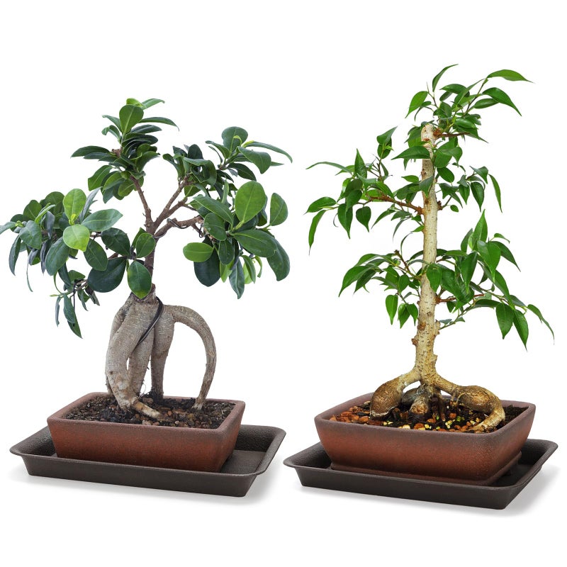 ELFULLY 2 Pack Rectangle Bonsai Pots, 6" and 7" Bonsai Planter, Handmade Unglazed Ceramic Planters with 2 Match Humidity Trays 2 Drainage Mesh Pads, Bonsai Tree Training Kit for Garden Outdoor Indoor - Image 5