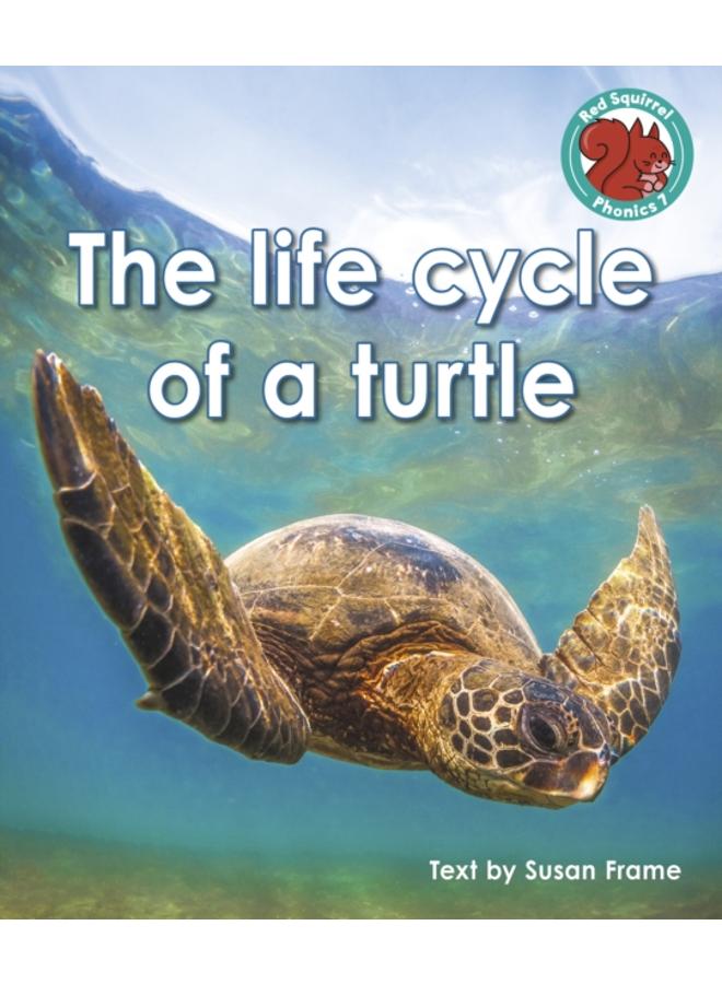 The life cycle of a turtle 