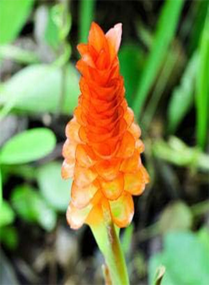 GGOOT seeds Fresh 100 pcs Curcuma Flower seeds for Planting Orange