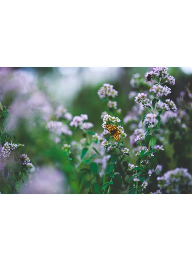 Essences Bulgaria Organic Oregano Essential Oil 1/3 Fl Oz | 10ml | Origanum vulgare | 100% Pure and Natural | Undiluted | Therapeutic Grade | Family Owned Farm | Steam-Distilled | Non-GMO | Vegan  - Image 5