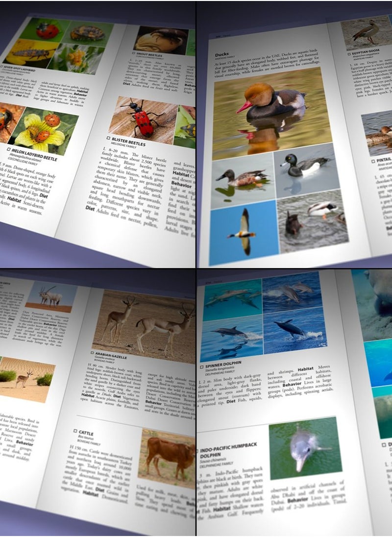 Field Guide to Emirates - Field guide to Emirates the UAE’s first comprehensive resource on geology archaeology environment native flora and fauna including invertebrates fish amphibians reptiles and birds - Image 1
