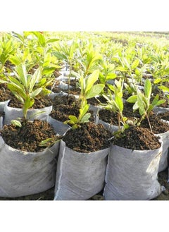 Generic 300Pcs Degradable Non-Woven Plant Nursery Bags Plant Seeding Bags for Home or Outdoor Garden Supply 16x20cm  - Image 5