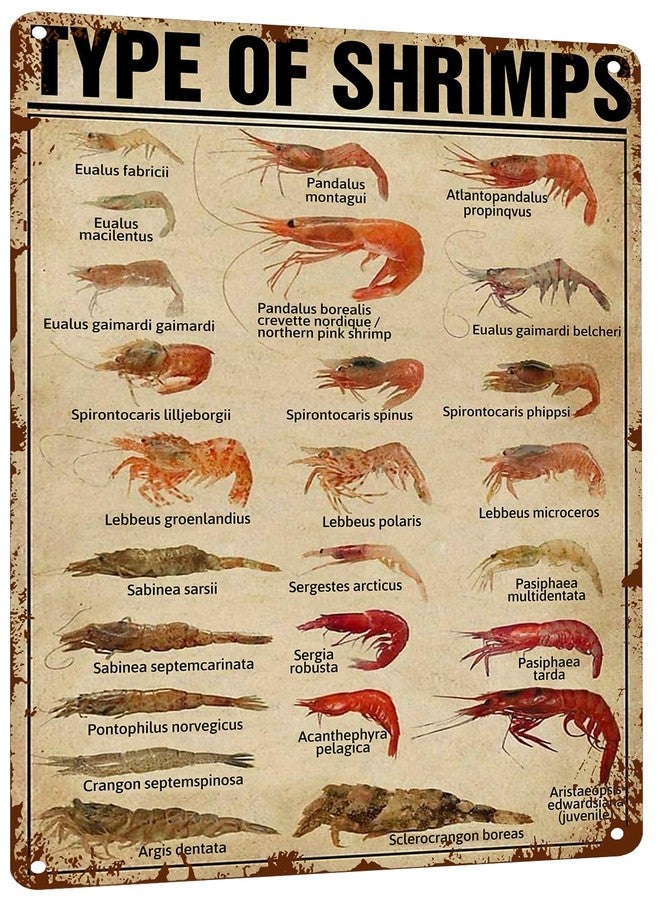 HYBLOM Vintage Types of Shrimps Metal Sign - Fun & Educational Seafood Tin Poster for Kitchen, Dining Room, Supermarket & Restaurant Wall Decor 8x12 Inches - Image 1