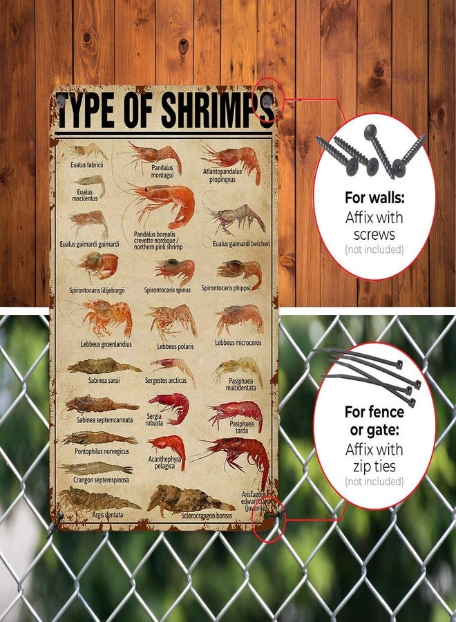 HYBLOM Vintage Types of Shrimps Metal Sign - Fun & Educational Seafood Tin Poster for Kitchen, Dining Room, Supermarket & Restaurant Wall Decor 8x12 Inches - Image 4