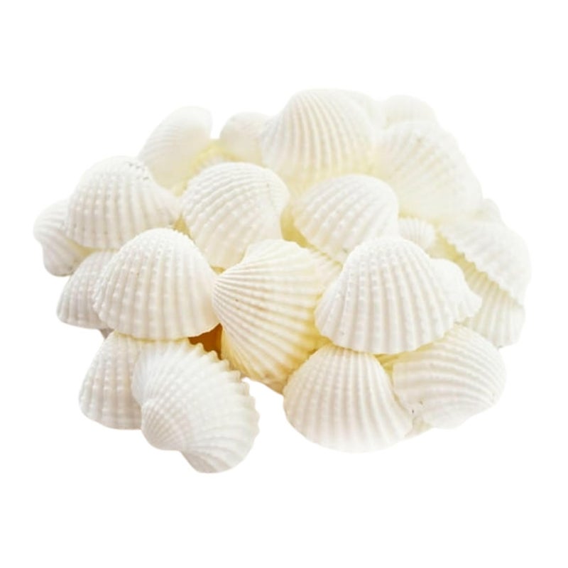 JUNERUSH Small Tiny White Artificial Sea Shells Mini White Bulk Candle DIY Craft Shells for Home Decor, Vase Filler, Beach Decorations Shells (0.5 Inch) (200gm) - Image 1