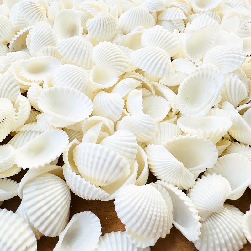JUNERUSH Small Tiny White Artificial Sea Shells Mini White Bulk Candle DIY Craft Shells for Home Decor, Vase Filler, Beach Decorations Shells (0.5 Inch) (200gm) - Image 3