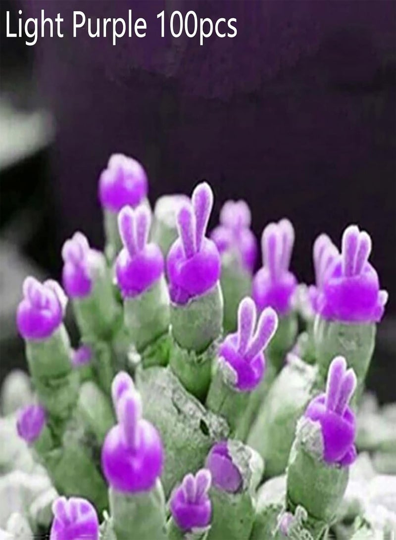 جي جوت بذور مونيلاريا أوبكونيكا، 100/300 قطعة، بذور نباتية منتجة، غير معدلة وراثيًا، آمنة، طبيعية، بذور مونيلاريا أوبكونيكا مختلطة، مستلزمات الحدائق، لون أزرق، 300 قطعة - Image 5