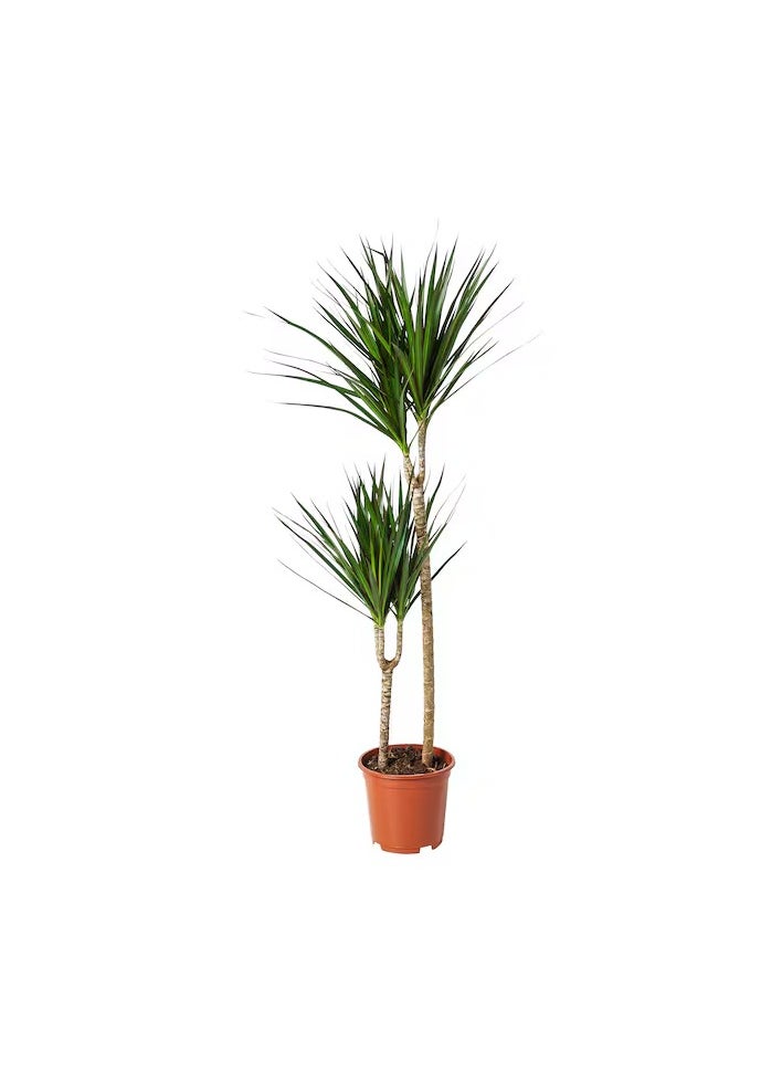 Generic DRACAENA MARGINATA  - Image 1