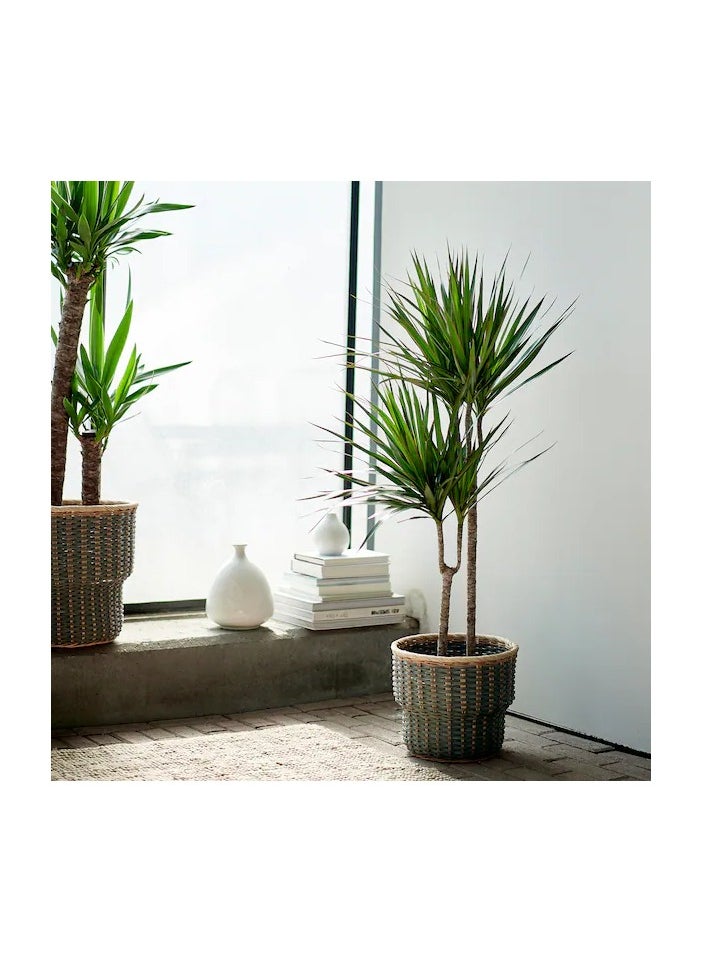 Generic DRACAENA MARGINATA  - Image 2