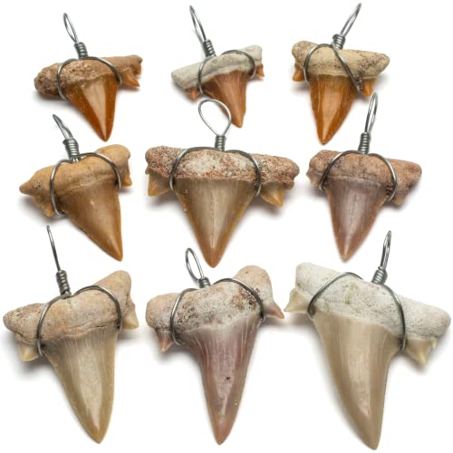 KALIFANO Authentic Fossilized Prehistoric Mini Wire Wrapped Shark Teeth 9 Pack from Morocco Lot Shark Tooth for Fossil Collections and Bulk Jewelry Making Information Card Included - Image 1