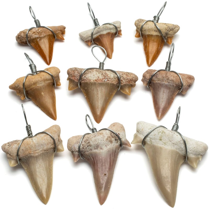 KALIFANO Authentic Fossilized Prehistoric Mini Wire Wrapped Shark Teeth 9 Pack from Morocco Lot Shark Tooth for Fossil Collections and Bulk Jewelry Making Information Card Included - Image 2