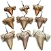 KALIFANO Authentic Fossilized Prehistoric Mini Wire Wrapped Shark Teeth 9 Pack from Morocco Lot Shark Tooth for Fossil Collections and Bulk Jewelry Making Information Card Included - Image 3